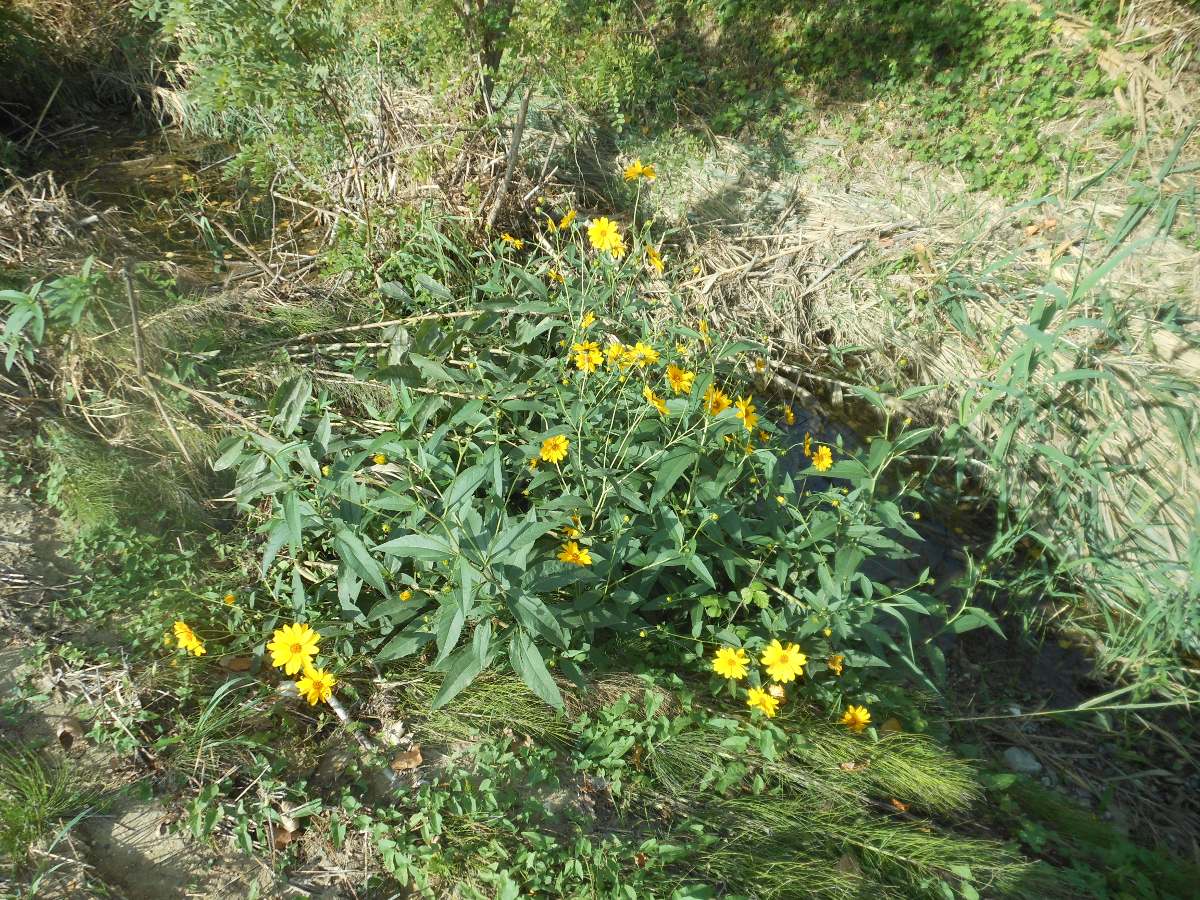 Helianthus laetiflorus Pers.